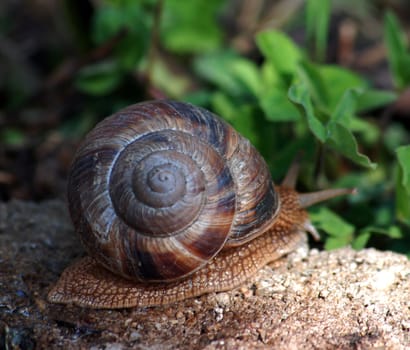 garden snail