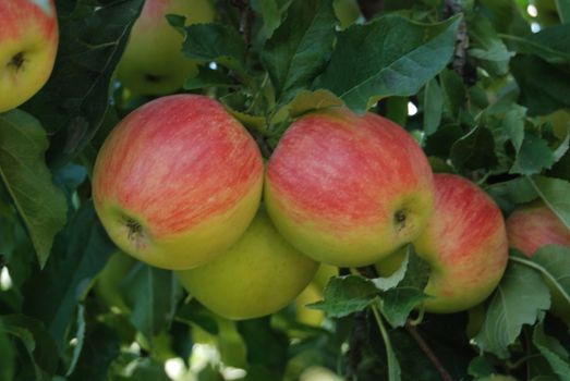 well known apples from prespa, macedonia on a tree