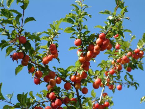 red plums