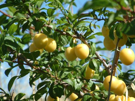 plums