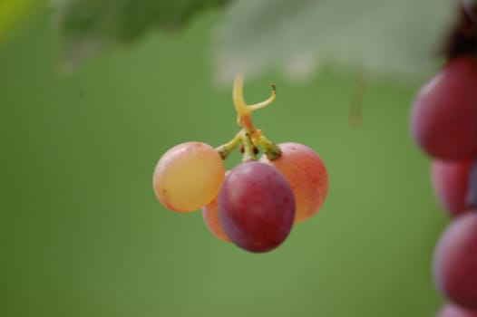 grape
