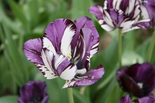 tulips
