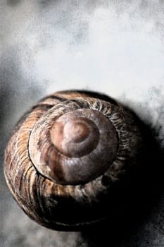 snail house,manipulated photo