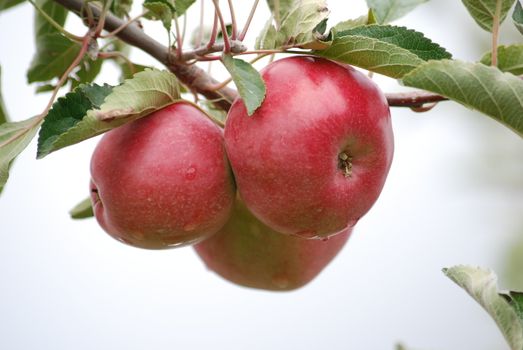 red apples