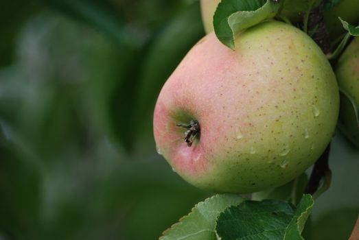 one green apple