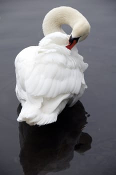 A swan on a lake in winter