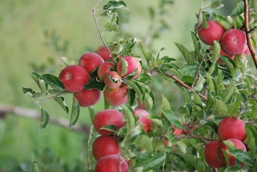 apples
