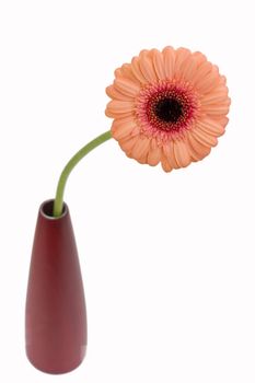 orange gerbera on white background