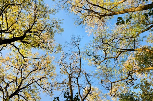 underside view of autumn trees on the blue sky background