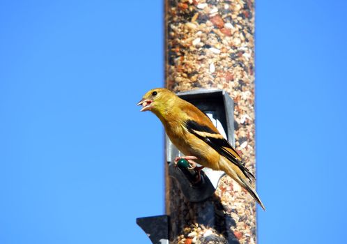 A picture of an American Goldfinch eating