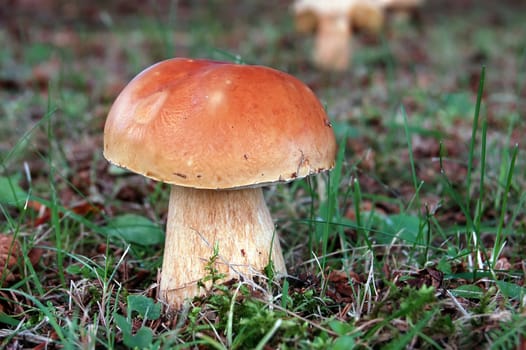 Close-up picture of a wild mushroom on a lawn