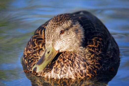 Close-up picture of a female Mallard duck