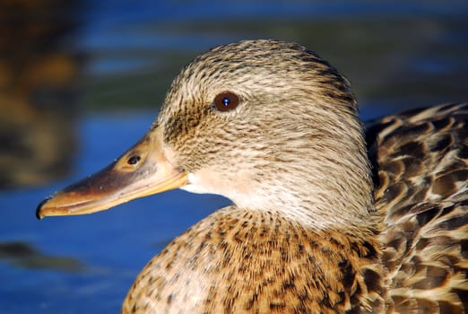 Extreme close-up picture of a female Mallard duck