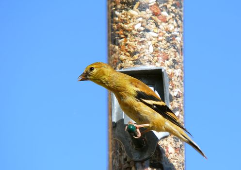 A picture of an American Goldfinch eating