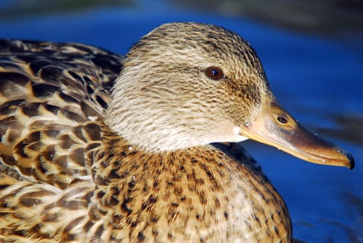 Extreme close-up picture of a female Mallard duck