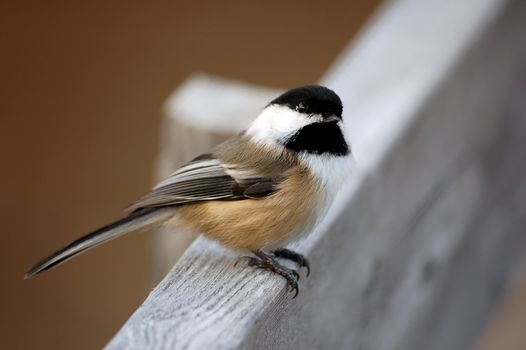 A picture of an Black-capped Chickadee on an hand-rail