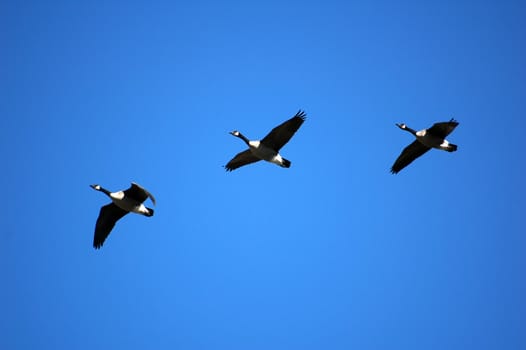 3 Canada Geese flying south againts a blue sky