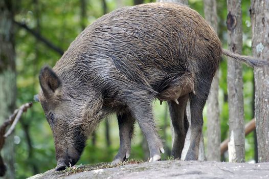 Picture of a female wild boar