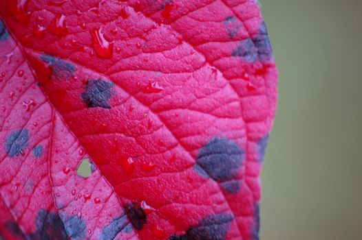 Close-up picture of a red maple leaf with a greenish background