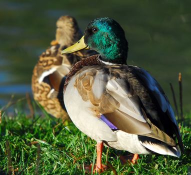 Close-up picture of a male Mallard duck