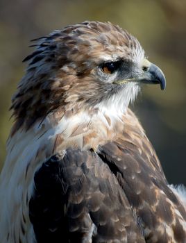 Closeup portrait of a hawk