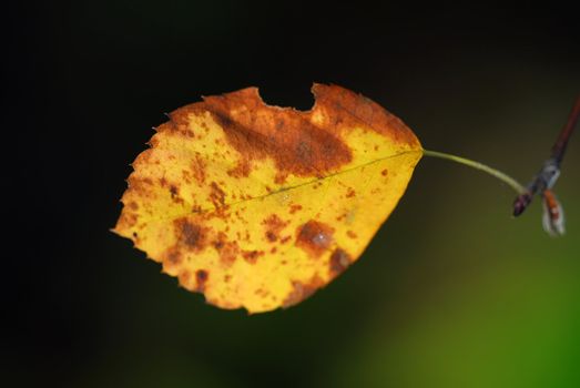 Close-up of a leaf with it's autumn's colors