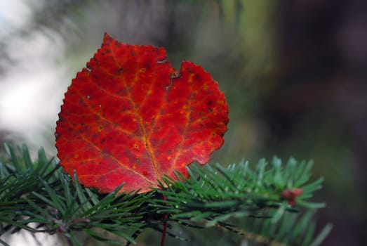 Close-up of a leaf with it's autumn's colors