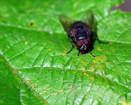 Close-up of a black fly on a green leaf