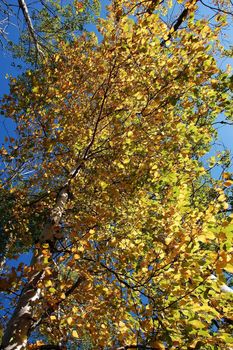 Picture looking up of a tree with it's autumn's foliage