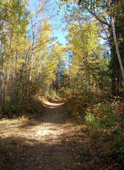 A beautiful path in a forest in autumn