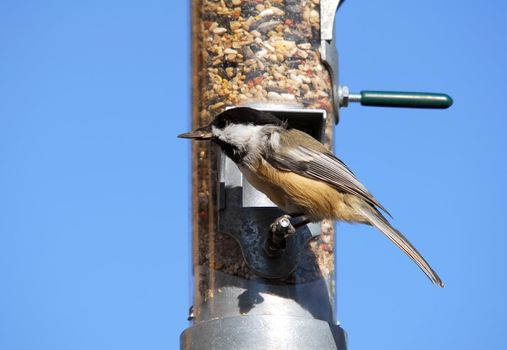 A picture of an Black-capped Chickadee eating on a feeder