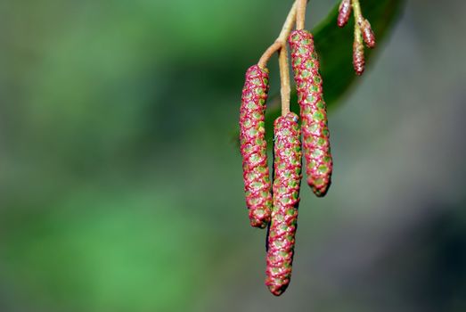 An extreme close-up of some seeds hanging from a branch