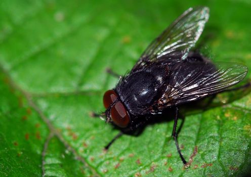 Close-up of a black fly on a green leaf