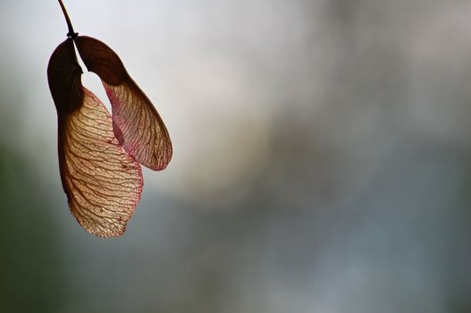 A close-up picture of a pair of maple tree seeds