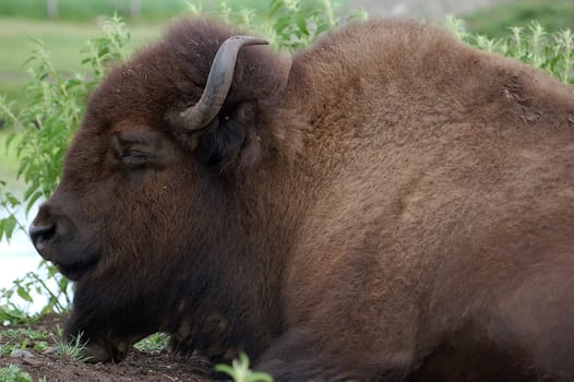 Picture of a big Bison while he's sleeping