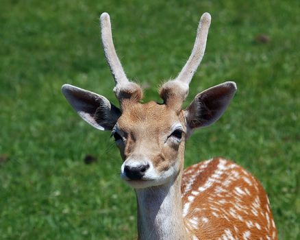 Picture of a young male deer