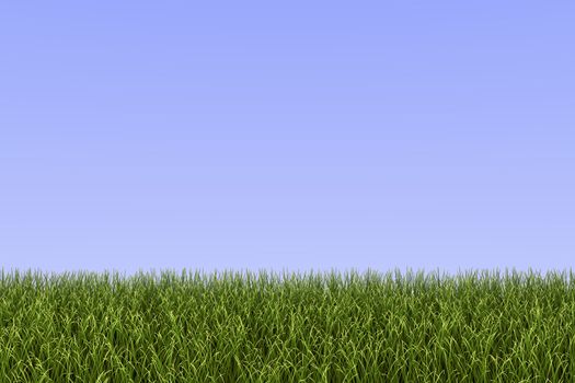 Green grass background image against a blue sky.