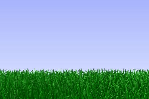 Field of green grass.