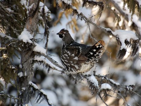 Closeup portrait of a spruce grouse in it's natural environment