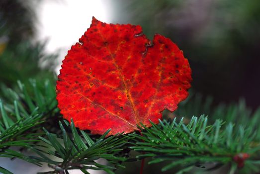 Close-up of a leaf with it's autumn's colors