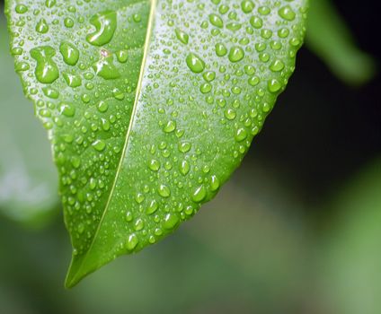 Close-up picture of some raindrops of a green leaf