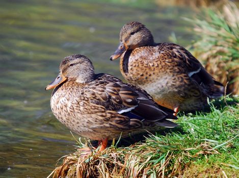 A pair of female mallard ducks on the edge of a pond