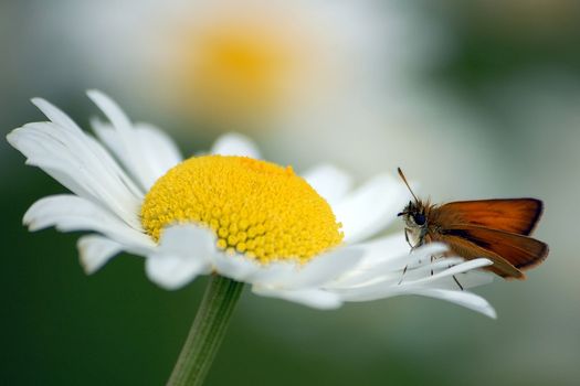 Close-up of a moth on a flower