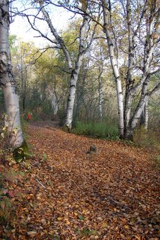 A beautiful path in a forest in autumn