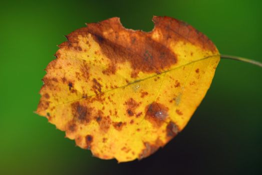 Close-up of a leaf with it's autumn's colors