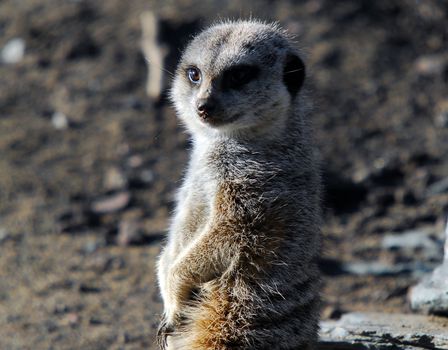 A close-up portrait of a Meerkat