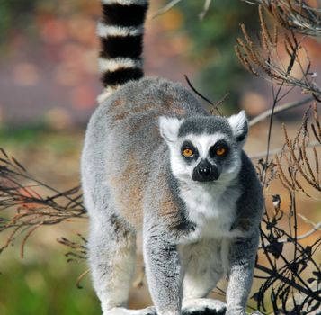 Portrat of a Ring-tailed Lemur (Lemur catta) with an autumn's background