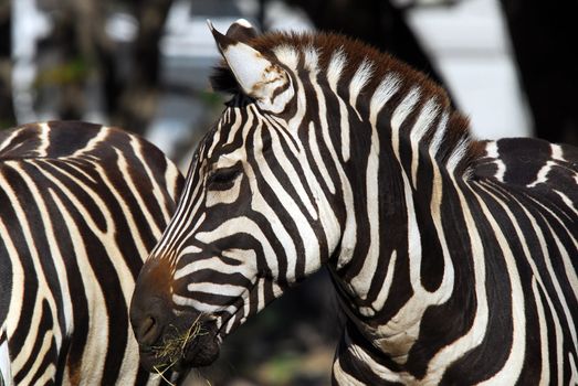 A portrait of a Plain Zebra eating some grass