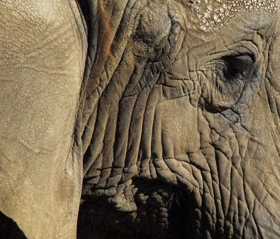 Extreme close-up of an elephant skins and eye
