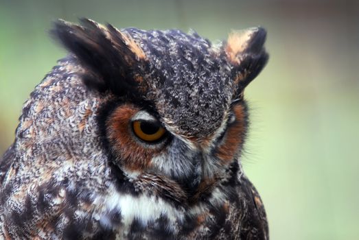 Close-up portrait of a Great Horned Owl (Bubo virginianus)